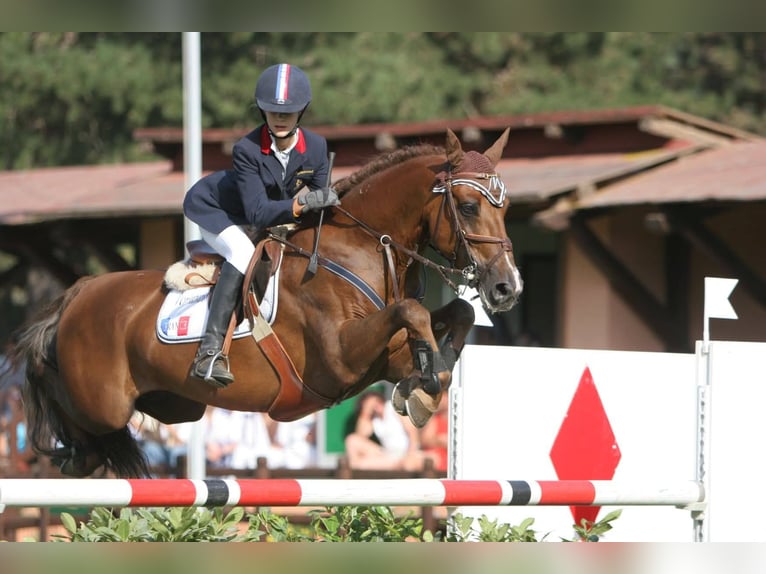 Connemara Stallion 1 year 12,2 hh Gray in Kergrist