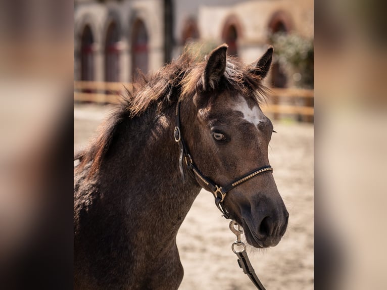 Connemara Stallion 1 year 12,2 hh Gray in Kergrist