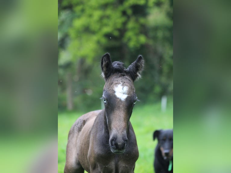 Connemara Stallion 1 year 12,2 hh Gray in Kergrist
