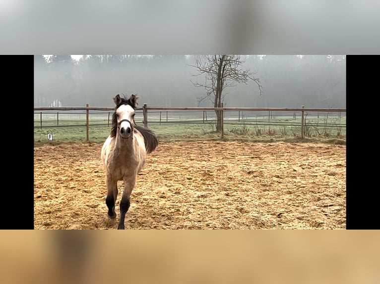 Connemara Stallion 1 year 13 hh Dun in Hoogersmilde