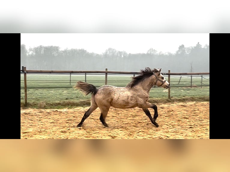 Connemara Stallion 1 year 13 hh Dun in Hoogersmilde