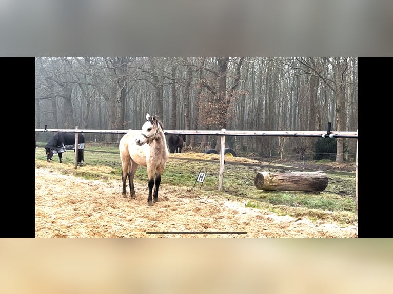 Connemara Stallion 1 year 13 hh Dun in Hoogersmilde