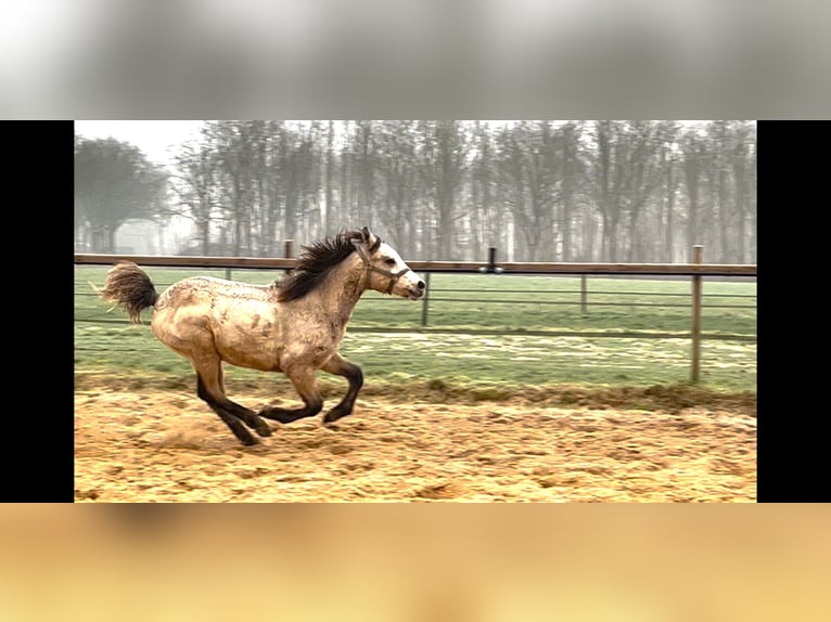 Connemara Stallion 1 year 13 hh Dun in Hoogersmilde