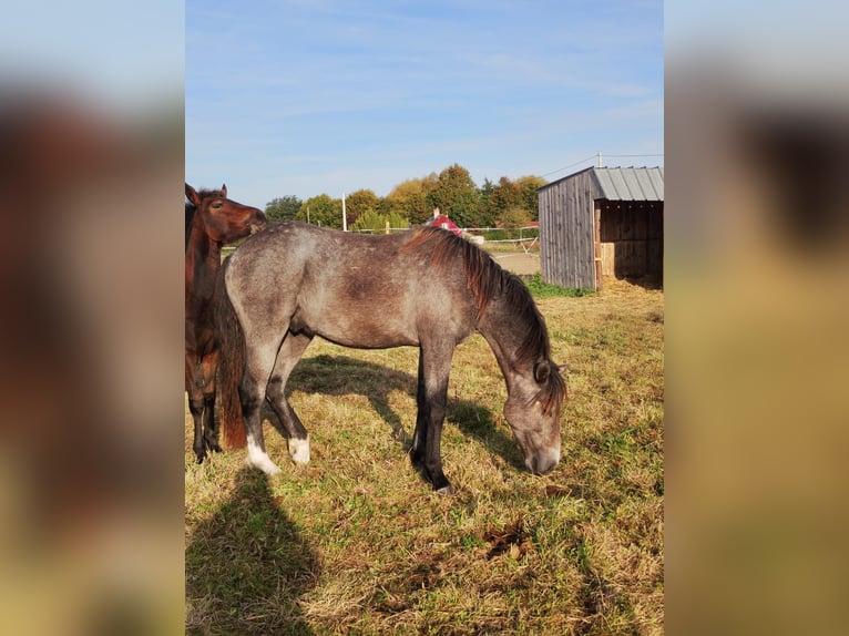 Connemara Stallion 1 year 13,2 hh Grey in RIVES DU LOIR EN ANJOU (LD. VILLEVEQUE)