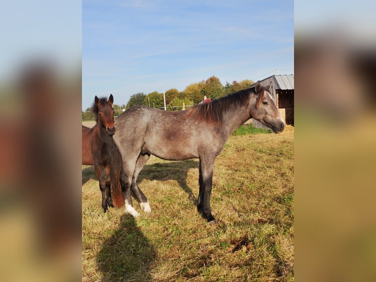 Connemara Stallion 1 year 13,2 hh Grey in RIVES DU LOIR EN ANJOU (LD. VILLEVEQUE)
