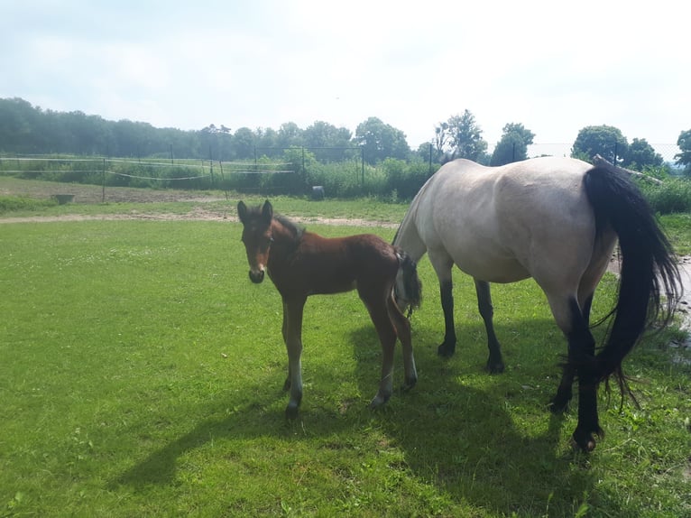 Connemara Stallion 1 year 14,1 hh Brown in Freyburg