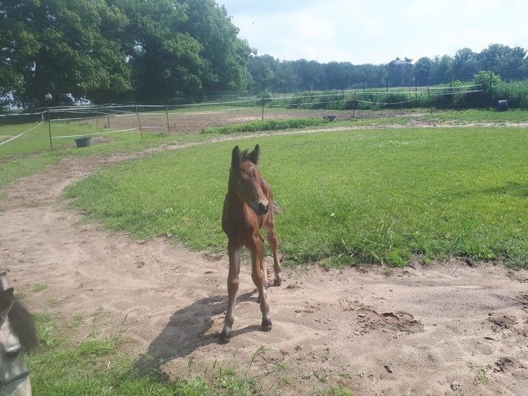 Connemara Stallion 1 year 14,1 hh Brown in Freyburg