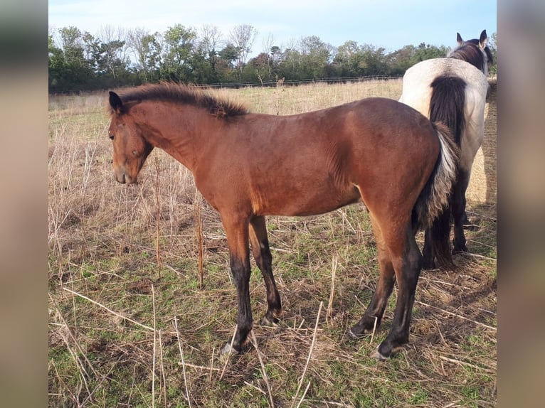 Connemara Stallion 1 year 14,1 hh Brown in Freyburg