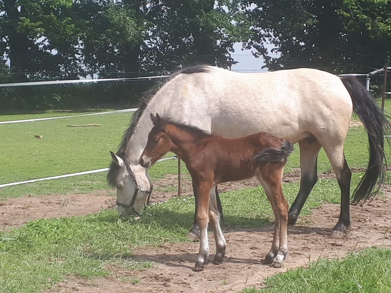 Connemara Stallion 1 year 14,1 hh Brown in Freyburg