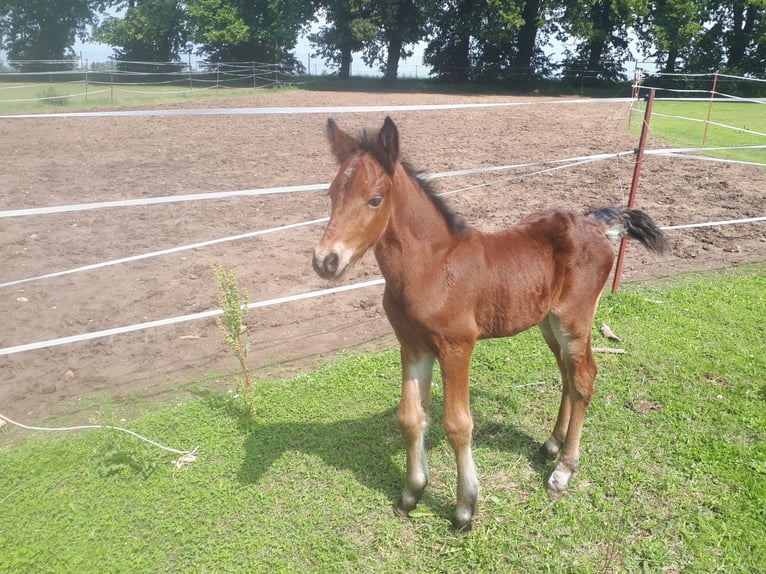 Connemara Stallion 1 year 14,1 hh Brown in Freyburg