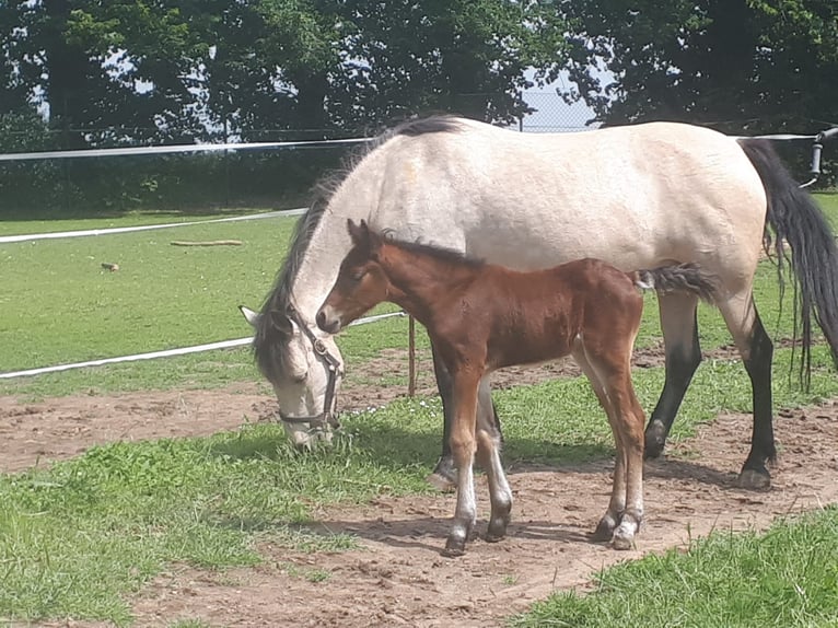 Connemara Stallion 1 year 14,1 hh Brown in Freyburg