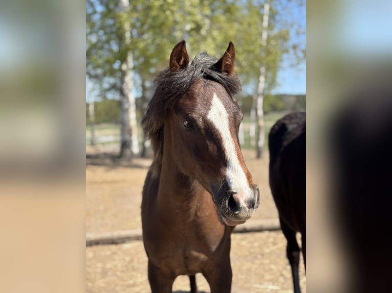Connemara Stallion 1 year 14.1 hh Chestnut in Enköping