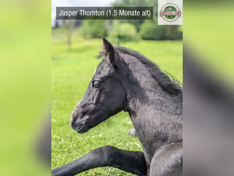 Connemara Stallion 1 year 14,1 hh Gray in Dachsberg
