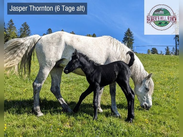 Connemara Stallion 1 year 14,1 hh Gray in Dachsberg