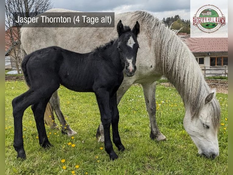 Connemara Stallion 1 year 14,1 hh Gray in Dachsberg