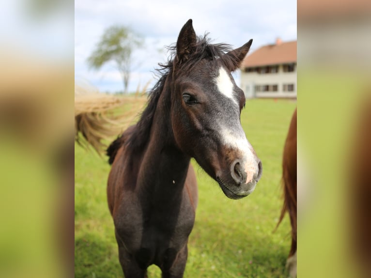 Connemara Stallion 1 year 14,1 hh Gray in Dachsberg