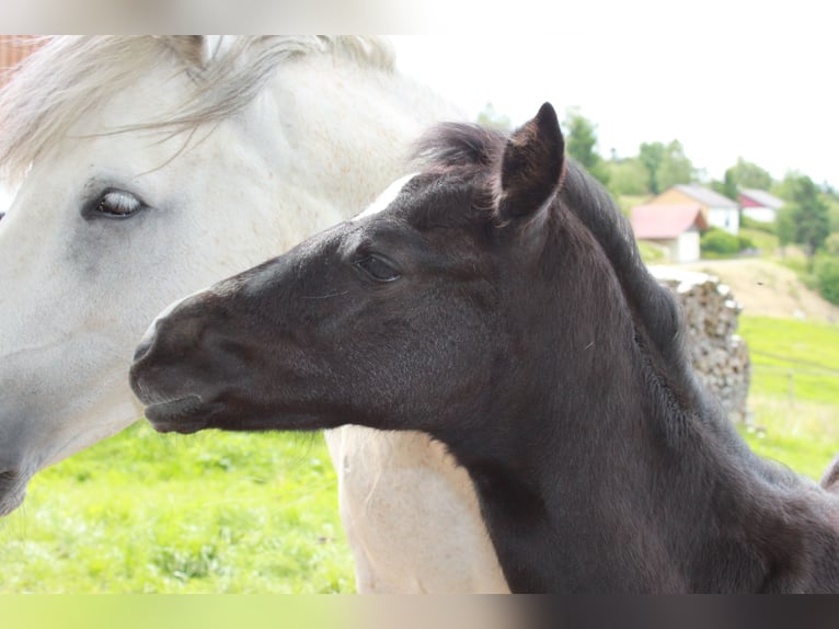 Connemara Stallion 1 year 14,1 hh Gray in Dachsberg