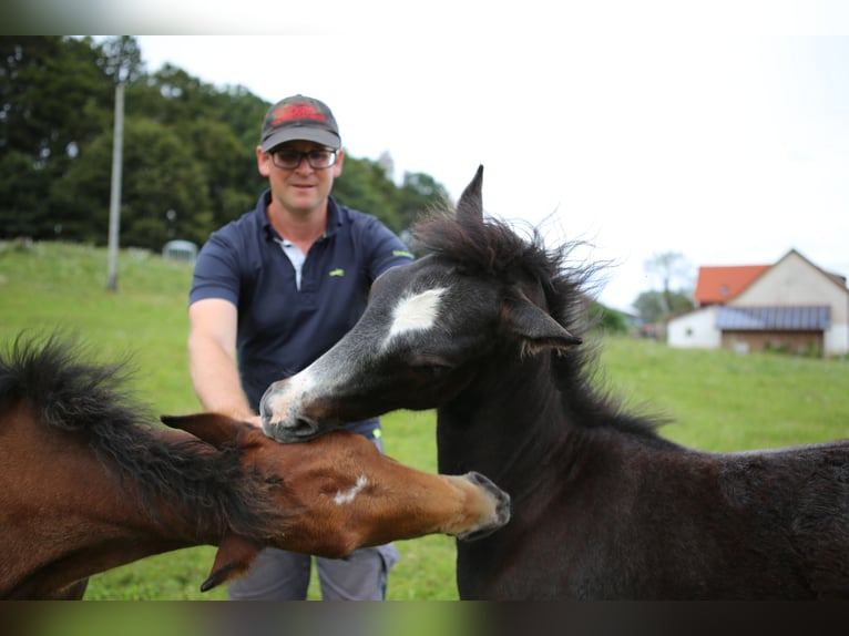 Connemara Stallion 1 year 14,1 hh Gray in Dachsberg