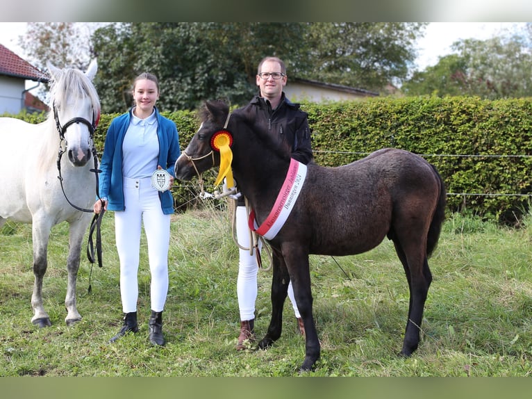 Connemara Stallion 1 year 14,1 hh Gray in Dachsberg