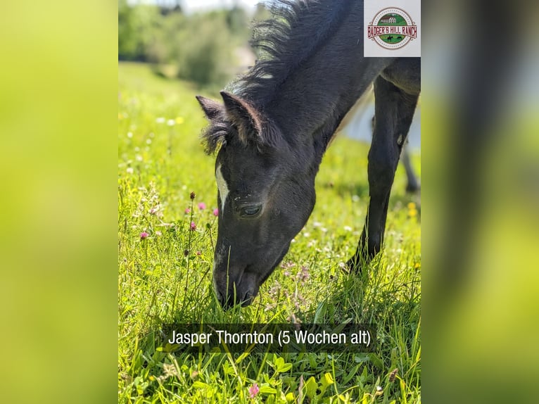 Connemara Stallion 1 year 14,1 hh Gray in Dachsberg
