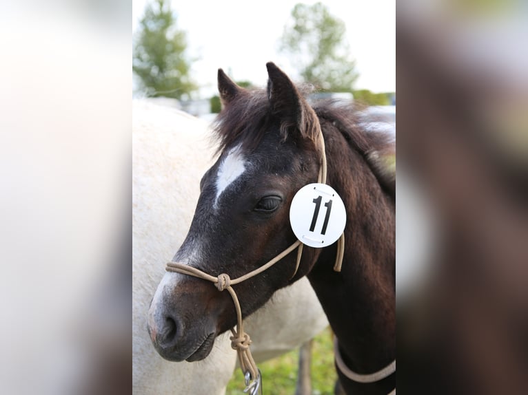 Connemara Stallion 1 year 14,1 hh Gray in Dachsberg