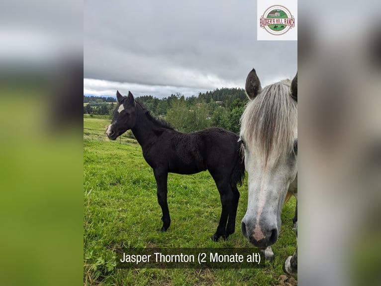 Connemara Stallion 1 year 14,1 hh Gray in Dachsberg