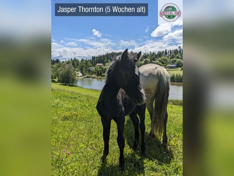 Connemara Stallion 1 year 14,1 hh Gray in Dachsberg