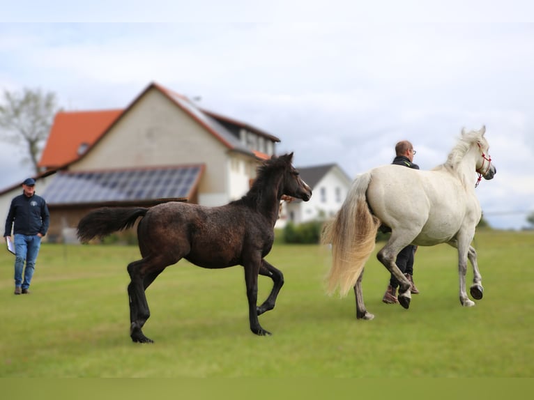 Connemara Stallion 1 year 14,1 hh Gray in Dachsberg