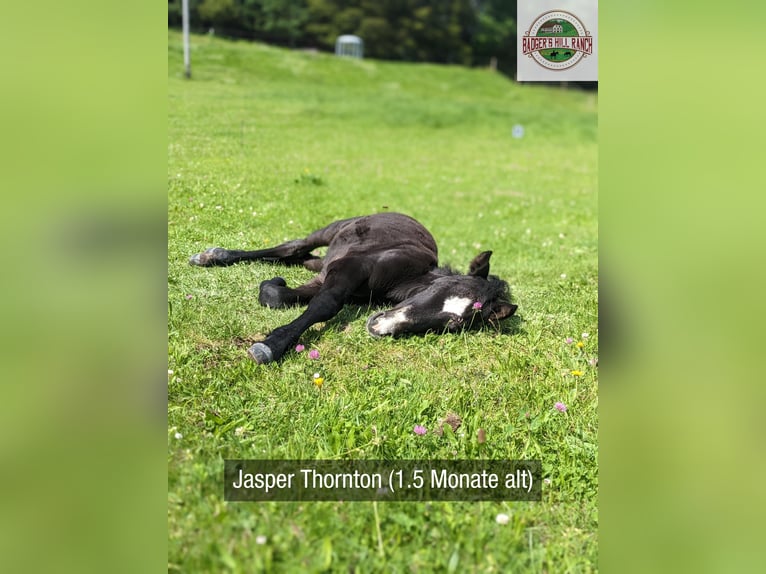 Connemara Stallion 1 year 14,1 hh Gray in Dachsberg