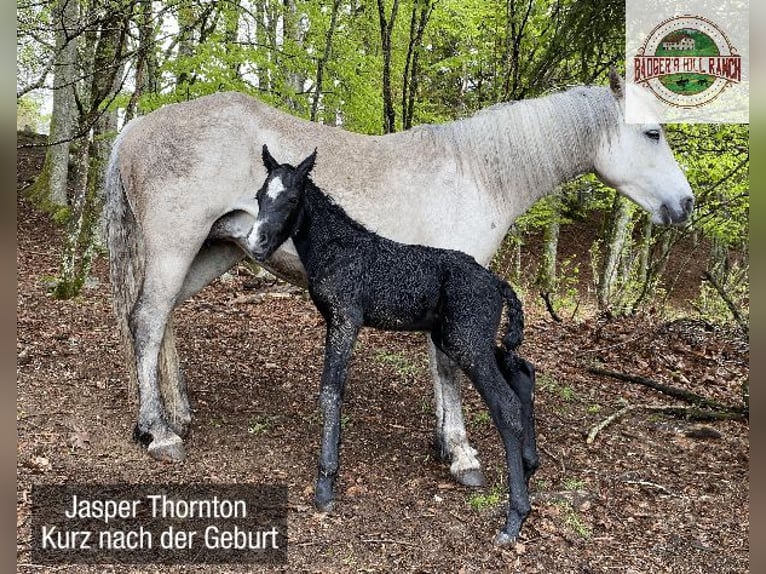Connemara Stallion 1 year 14,1 hh Gray in Dachsberg