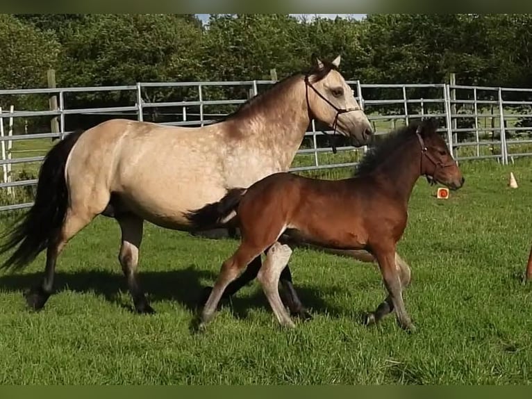 Connemara Stallion 1 year 14.2 hh Bay-Dark in Emkendorf