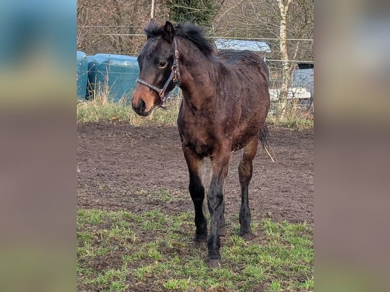 Connemara Stallion 1 year 14.2 hh Bay-Dark in Emkendorf