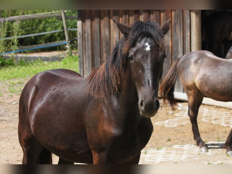 Connemara Stallion 1 year 14,2 hh Black in Boppard