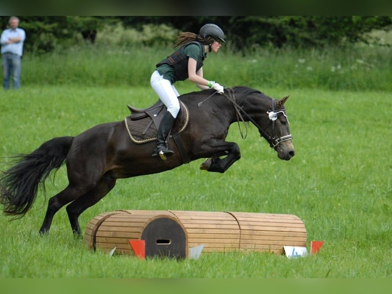 Connemara Stallion 1 year 14,2 hh Black in Boppard