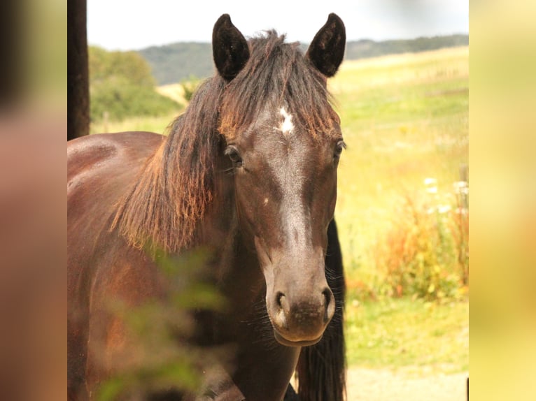 Connemara Stallion 1 year 14,2 hh Black in Boppard