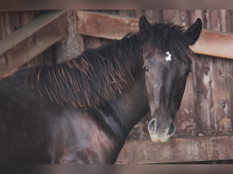 Connemara Stallion 1 year 14,2 hh Black in Boppard