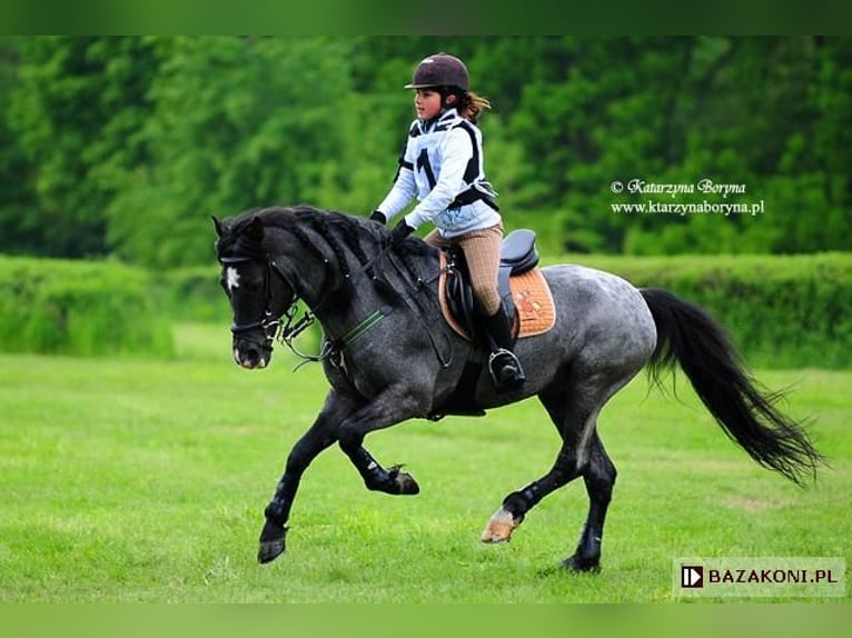 Connemara Stallion 1 year 14,2 hh Black in Boppard