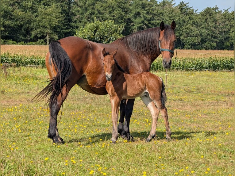 Connemara Stallion 1 year 14.2 hh Brown in Emkendorf