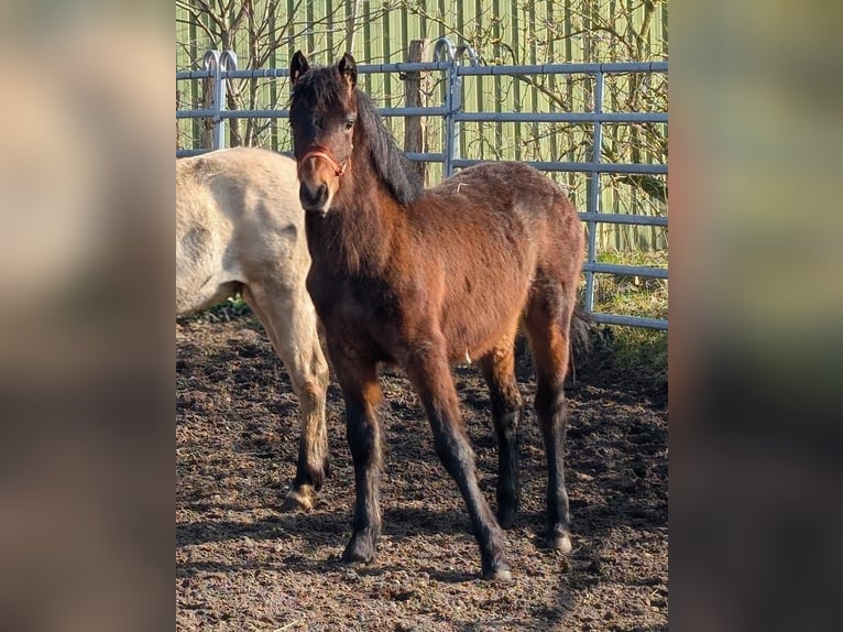 Connemara Stallion 1 year 14.2 hh Brown in Emkendorf