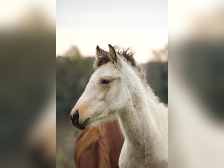 Connemara Mix Stallion 1 year 14,2 hh Dun in Fay de Bretagne