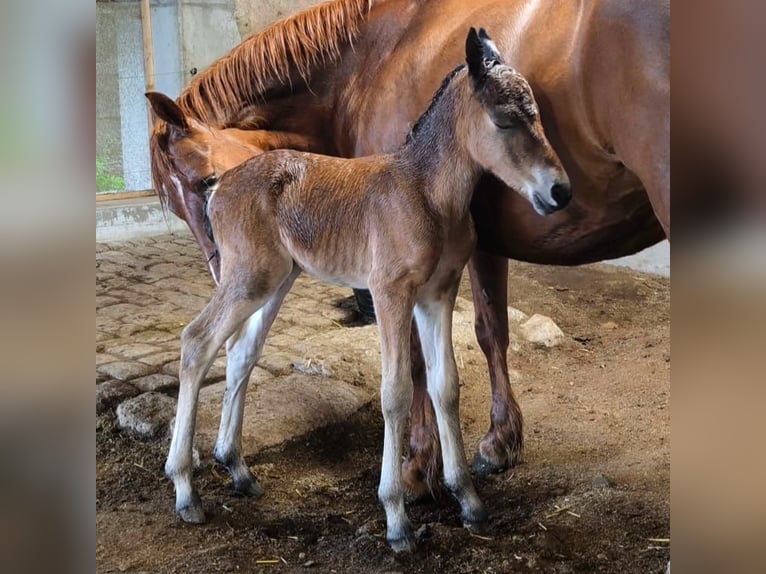 Connemara Stallion 1 year 14,1 hh Brown in Dachsberg