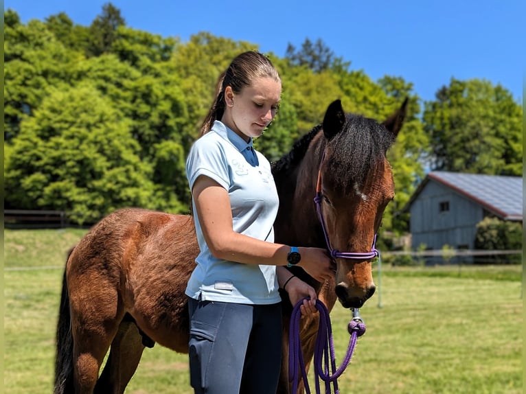 Connemara Stallion 1 year 14,1 hh Brown in Dachsberg