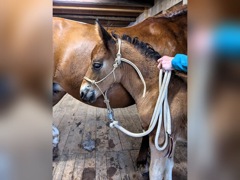 Connemara Stallion 1 year 14,1 hh Brown in Dachsberg