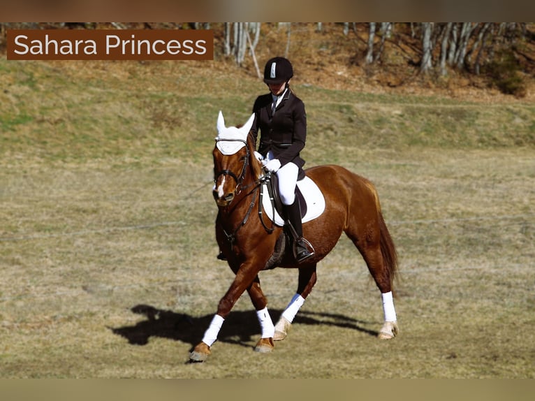 Connemara Stallion 1 year 14,1 hh Brown in Dachsberg