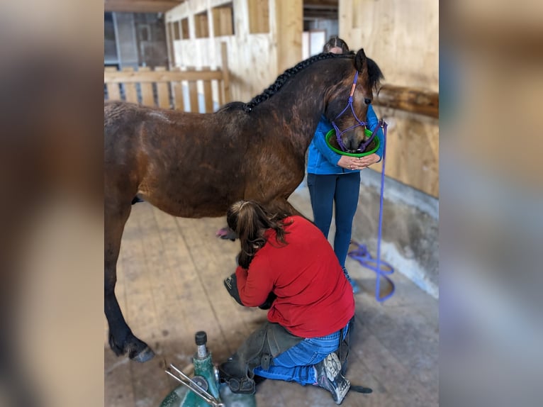 Connemara Stallion 1 year 14,1 hh Brown in Zürich