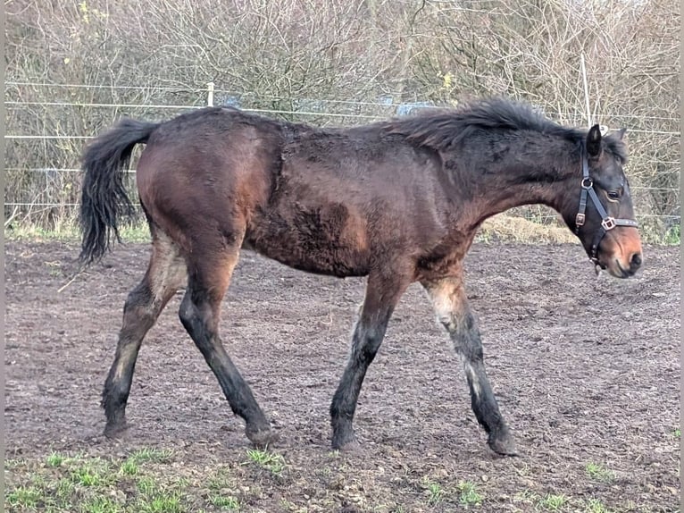 Connemara Stallion 1 year 14,2 hh Bay-Dark in Emkendorf