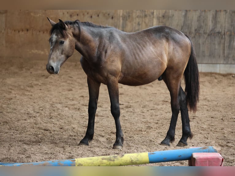 Connemara Mix Stallion 1 year 14,2 hh Can be white in Buchen Waldhausen