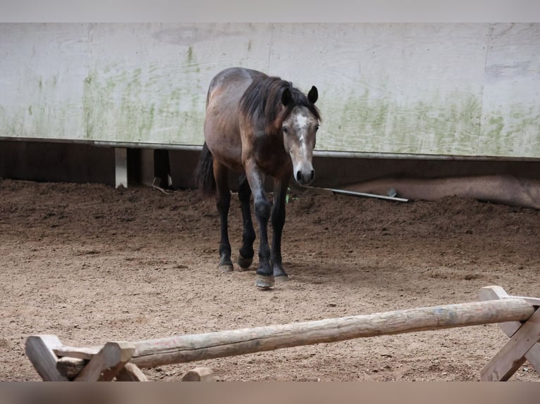 Connemara Mix Stallion 1 year 14,2 hh Can be white in Buchen Waldhausen