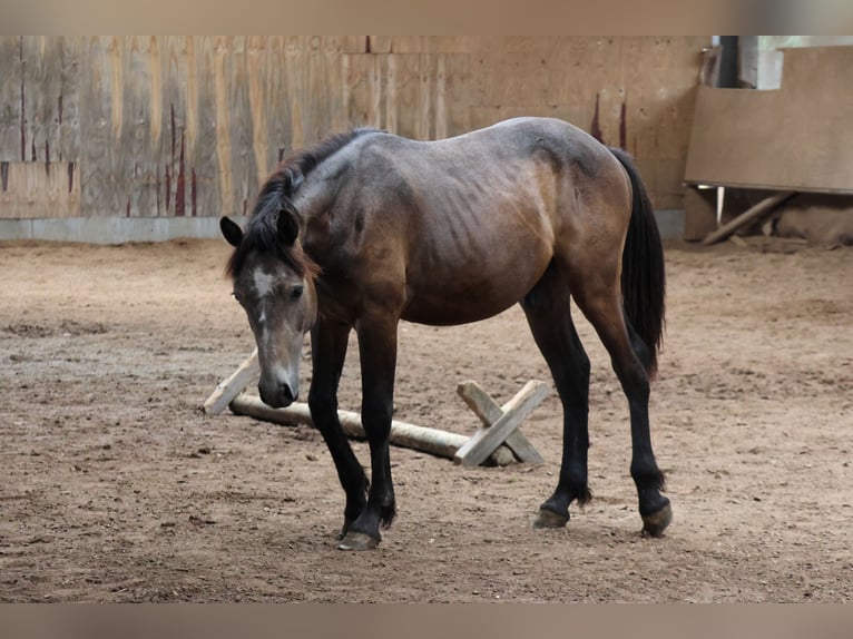 Connemara Mix Stallion 1 year 14,2 hh Can be white in Buchen Waldhausen