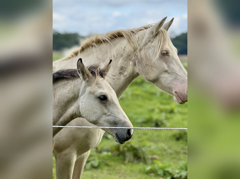 Connemara Stallion 1 year 14,2 hh Dun in Osdorf